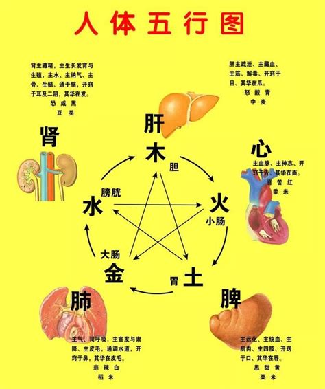 五行对应的器官|五脏六腑对应的五行